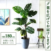 【すぐ飾れる】 フェイクグリーン モンステラ H約180cm 大型 鉢付き / 法人・開店祝い 店舗・オフィス装飾 空間演出 立札無料・造花/PG259-CQX35GY