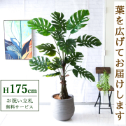 【すぐ飾れる】 フェイクグリーン モンステラ 175cm  大型 鉢付き / 法人・開店祝い 店舗・オフィス装飾 空間演出 立札無料・造花/PG259-J40