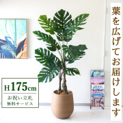【すぐ飾れる】 フェイクグリーン モンステラ 175cm  大型 鉢付き / 法人・開店祝い 店舗・オフィス装飾 空間演出 立札無料・造花/PG259-KAO38LB
