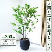 【すぐ飾れる】 フェイクグリーン ドウダンツツジ H約200cm 大型 鉢付き / 法人・開店祝い 店舗・オフィス装飾 空間演出 立札無料・造花/PG261-BAL42BK