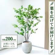 【すぐ飾れる】 フェイクグリーン ドウダンツツジ H約200cm 大型 鉢付き / 法人・開店祝い 店舗・オフィス装飾 空間演出 立札無料・造花/PG261-BAL42IV