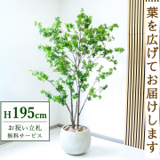 【すぐ飾れる】 フェイクグリーン ドウダンツツジ 195cm  大型 鉢付き / 法人・開店祝い 店舗・オフィス装飾 空間演出 立札無料・造花/PG261-D42IV