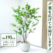 【すぐ飾れる】 フェイクグリーン ドウダンツツジ H約195cm 大型 鉢付き / 法人・開店祝い 店舗・オフィス装飾 空間演出 立札無料・造花/PG261-D42IV