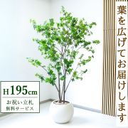 【すぐ飾れる】 フェイクグリーン ドウダンツツジ 195cm  大型 鉢付き / 法人・開店祝い 店舗・オフィス装飾 空間演出 立札無料・造花/PG261-ROM43IV