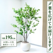 【すぐ飾れる】 フェイクグリーン ドウダンツツジ H約195cm 大型 鉢付き / 法人・開店祝い 店舗・オフィス装飾 空間演出 立札無料・造花/PG261-ROM43IV