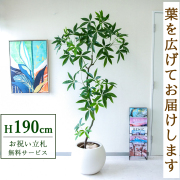 【すぐ飾れる】 フェイクグリーン パキラ 190cm  大型 鉢付き / 法人・開店祝い 店舗・オフィス装飾 空間演出 立札無料・造花/PG263-ROM43IV