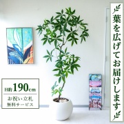【すぐ飾れる】 フェイクグリーン パキラ H約190cm 大型 鉢付き / 法人・開店祝い 店舗・オフィス装飾 空間演出 立札無料・造花/PG263-ROM43IV