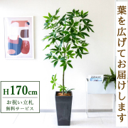 【すぐ飾れる】 フェイクグリーン パキラ 170cm  大型 鉢付き / 法人・開店祝い 店舗・オフィス装飾 空間演出 立札無料・造花/PG265-Q25BK