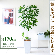 【すぐ飾れる】 フェイクグリーン パキラ 170cm  大型 鉢付き / 法人・開店祝い 店舗・オフィス装飾 空間演出 立札無料・造花/PG265-Q25WH