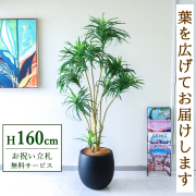 【すぐ飾れる】 フェイクグリーン ユッカツリー 160cm 鉢付き / 法人・開店祝い 店舗・オフィス装飾 空間演出 立札無料・造花/PG271-BAL35BK