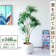 【すぐ飾れる】 フェイクグリーン ユッカツリー 160cm 鉢付き / 法人・開店祝い 店舗・オフィス装飾 空間演出 立札無料・造花/PG271-ROM43IV