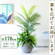 【すぐ飾れる】 フェイクグリーン アレカパーム 170cm 大型 鉢付き / 法人・開店祝い 店舗・オフィス装飾 空間演出 立札無料・造花/PG273-J40-UG6