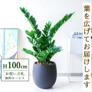 【すぐ飾れる】 フェイクグリーン ザミフォリア 100cm 鉢付き / 法人・開店祝い 店舗・オフィス装飾 空間演出 立札無料・造花/PG274-BAL30BK