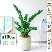 【すぐ飾れる】 フェイクグリーン ザミフォリア 100cm 鉢付き / 法人・開店祝い 店舗・オフィス装飾 空間演出 立札無料・造花/PG274-BAL30IV