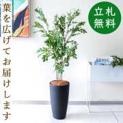 【すぐ飾れる】 フェイクグリーン トネリコ 125cm  鉢付き / 法人・開店祝い 店舗・オフィス装飾 空間演出 立札無料・造花/PG276-5-ZAG22BK