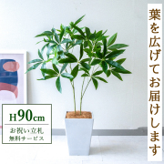 【すぐ飾れる】 フェイクグリーン パキラ 90cm  鉢付き / 法人・開店祝い 店舗・オフィス装飾 空間演出 立札無料・造花/PG277-Q20WH