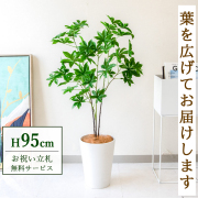 【すぐ飾れる】 フェイクグリーン バオバブツリー 95cm  鉢付き / 法人・開店祝い 店舗・オフィス装飾 空間演出 立札無料・造花/PG280-X20WH