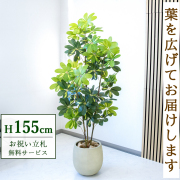 【すぐ飾れる】 フェイクグリーン シェフレラ カポック 155cm  鉢付き / 法人・開店祝い 店舗・オフィス装飾 空間演出 立札無料・造花/PG282-BAL30IV