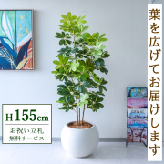 【すぐ飾れる】 フェイクグリーン シェフレラ カポック 155cm  鉢付き / 法人・開店祝い 店舗・オフィス装飾 空間演出 立札無料・造花/PG282-ROM43IV