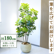 【すぐ飾れる】 フェイクグリーン シェフレラ カポック 180cm  大型 鉢付き / 法人・開店祝い 店舗・オフィス装飾 空間演出 立札無料・造花/PG283-D42IV