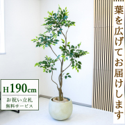 【すぐ飾れる】 フェイクグリーン フィカス ベンジャミン 190cm  大型 鉢付き / 法人・開店祝い 店舗・オフィス装飾 空間演出 立札無料・造花/PG284-D42IV