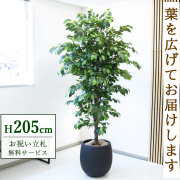 【すぐ飾れる】 フェイクグリーン フィカス ベンジャミン 205cm  大型 鉢付き / 法人・開店祝い 店舗・オフィス装飾 空間演出 立札無料・造花/PG285-BAL42BK