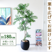 【すぐ飾れる】 フェイクグリーン エバーフレッシュ 180cm  大型 鉢付き / 法人・開店祝い 店舗・オフィス装飾 空間演出 立札無料・造花/PG287-BAL35BK