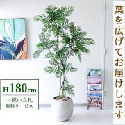 【すぐ飾れる】 フェイクグリーン エバーフレッシュ 180cm  大型 鉢付き / 法人・開店祝い 店舗・オフィス装飾 空間演出 立札無料・造花/PG287-BAL35IV