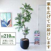 【すぐ飾れる】 フェイクグリーン エバーフレッシュ 210cm  鉢付き / 法人・開店祝い 店舗・オフィス装飾 空間演出 立札無料・造花/PG288-BAL42BK