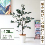 【すぐ飾れる】 フェイクグリーン オリーブ 120cm 鉢付き / 法人・開店祝い 店舗・オフィス装飾 空間演出 立札無料・造花/PG289-B240WH