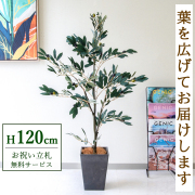【すぐ飾れる】 フェイクグリーン オリーブ 120cm 鉢付き / 法人・開店祝い 店舗・オフィス装飾 空間演出 立札無料・造花/PG289-Q20BK