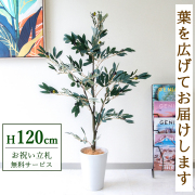 【すぐ飾れる】 フェイクグリーン オリーブ 120cm 鉢付き / 法人・開店祝い 店舗・オフィス装飾 空間演出 立札無料・造花/PG289-X20WH