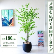 【すぐ飾れる】 フェイクグリーン ドウダンツツジ H約180cm 大型 鉢付き / 法人・開店祝い 店舗・オフィス装飾 空間演出 立札無料・造花/PG291-BAL35BK
