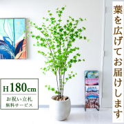 【すぐ飾れる】 フェイクグリーン ドウダンツツジ 180cm  大型 鉢付き / 法人・開店祝い 店舗・オフィス装飾 空間演出 立札無料・造花/PG291-BAL35IV