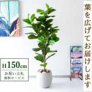 【すぐ飾れる】 フェイクグリーン フィカス カシワバゴム 150cm  鉢付き / 法人・開店祝い 店舗・オフィス装飾 空間演出 立札無料・造花/PG293-BAL30IV