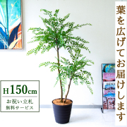 フェイクグリーン(人工観葉植物) 通販｜造花とフェイクグリーン