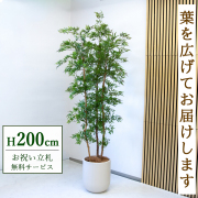 【すぐ飾れる】 フェイクグリーン タイワンモミジ 200cm  大型 鉢付き / 法人・開店祝い 店舗・オフィス装飾 空間演出 立札無料・造花/PG300-CHC33IV
