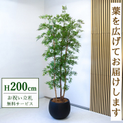 【すぐ飾れる】 フェイクグリーン タイワンモミジ 200cm  大型 鉢付き / 法人・開店祝い 店舗・オフィス装飾 空間演出 立札無料・造花/PG300-D42BK