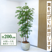 【すぐ飾れる】 フェイクグリーン タイワンモミジ 200cm  大型 鉢付き / 法人・開店祝い 店舗・オフィス装飾 空間演出 立札無料・造花/PG300-D42IV