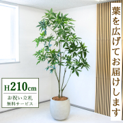 【すぐ飾れる】 フェイクグリーン パキラ 210cm  大型 鉢付き / 法人・開店祝い 店舗・オフィス装飾 空間演出 立札無料・造花/PG301-BAL42IV