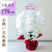 造花 胡蝶蘭/5本立ち/白(ホワイト)/H約75cm/フェイク 開店祝い 開院祝い 開業祝い 新築祝い 開店花 お祝い花 鉢植え 立札無料 プレゼント 贈答 就任 栄転 昇進 お祝い ギフト 移転 就任【PK501-REDWRAP】