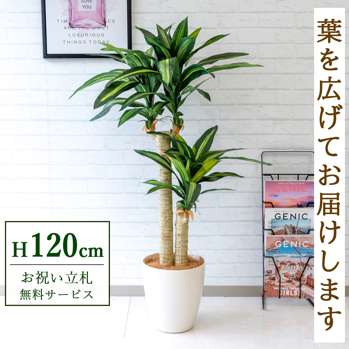 【すぐ飾れる】 フェイクグリーン 幸福の木 ドラセナ マッサンゲアナ 120cm  鉢付き / 法人・開店祝い 店舗・オフィス装飾 空間演出 立札無料・造花/PG016-A265WH