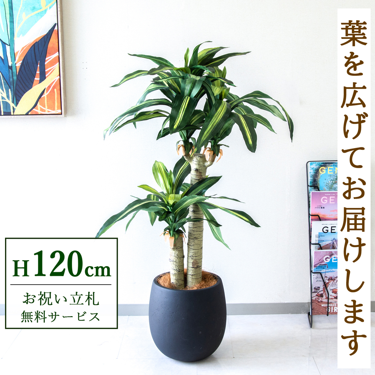 【すぐ飾れる】 フェイクグリーン 幸福の木 ドラセナ マッサンゲアナ 120cm  鉢付き / 法人・開店祝い 店舗・オフィス装飾 空間演出 立札無料・造花/PG016-BAL30BK