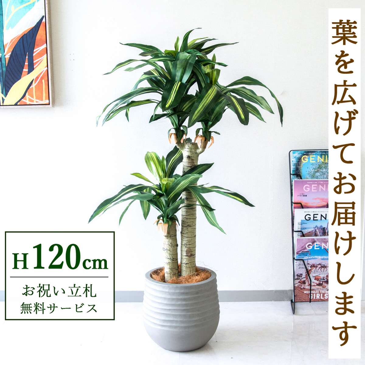 【すぐ飾れる】 フェイクグリーン 幸福の木 ドラセナ マッサンゲアナ 120cm  鉢付き / 法人・開店祝い 店舗・オフィス装飾 空間演出 立札無料・造花/PG016-J30