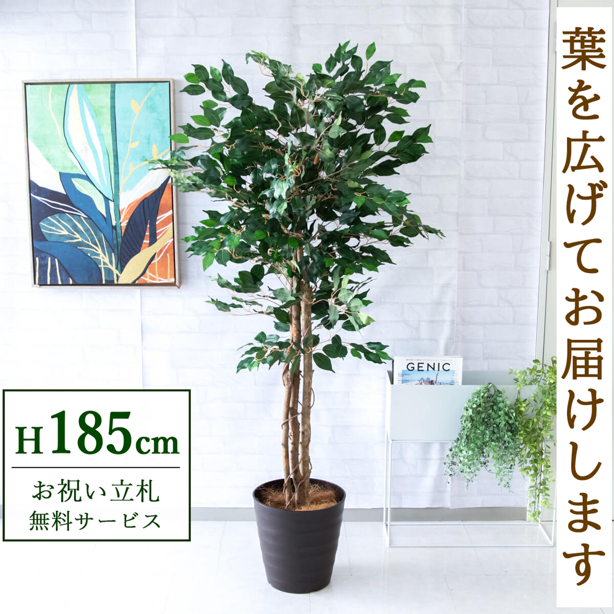 【すぐ飾れる】 フェイクグリーン フィカス ベンジャミン 185cm  大型 鉢付き / 法人・開店祝い 店舗・オフィス装飾 空間演出 立札無料・造花/PG091-M30DB