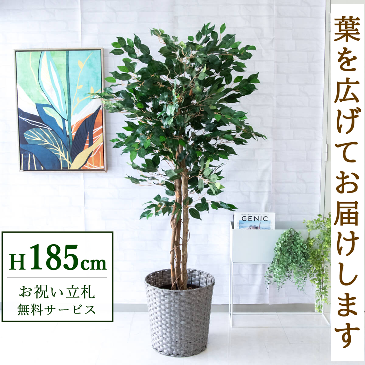 【すぐ飾れる】 フェイクグリーン フィカス ベンジャミン 185cm  大型 鉢付き / 法人・開店祝い 店舗・オフィス装飾 空間演出 立札無料・造花/PG091-MEL38GY