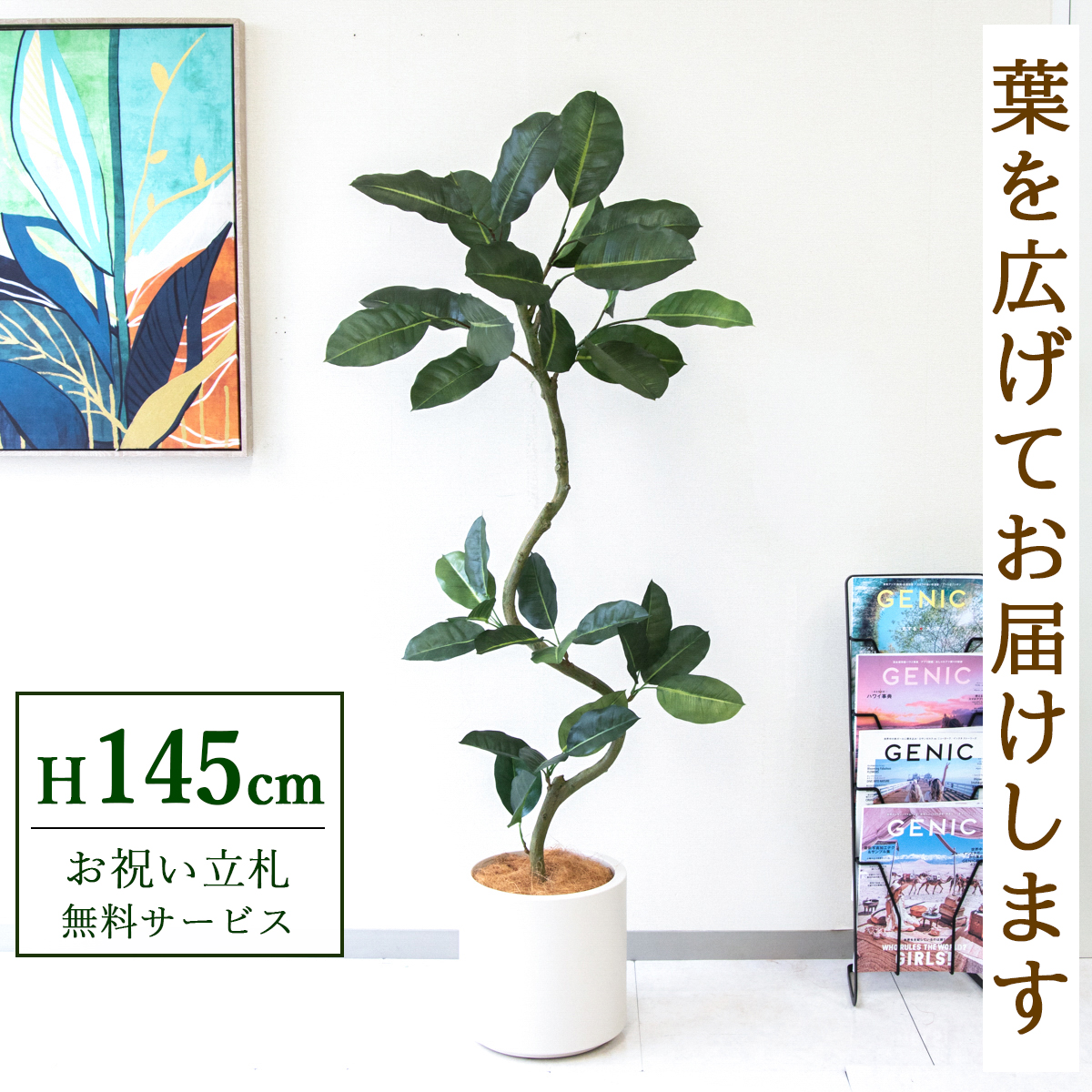 【すぐ飾れる】 フェイクグリーン フィカス ゴムの木 145cm  鉢付き / 法人・開店祝い 店舗・オフィス装飾 空間演出 立札無料・造花/PG1003-FZO27IV