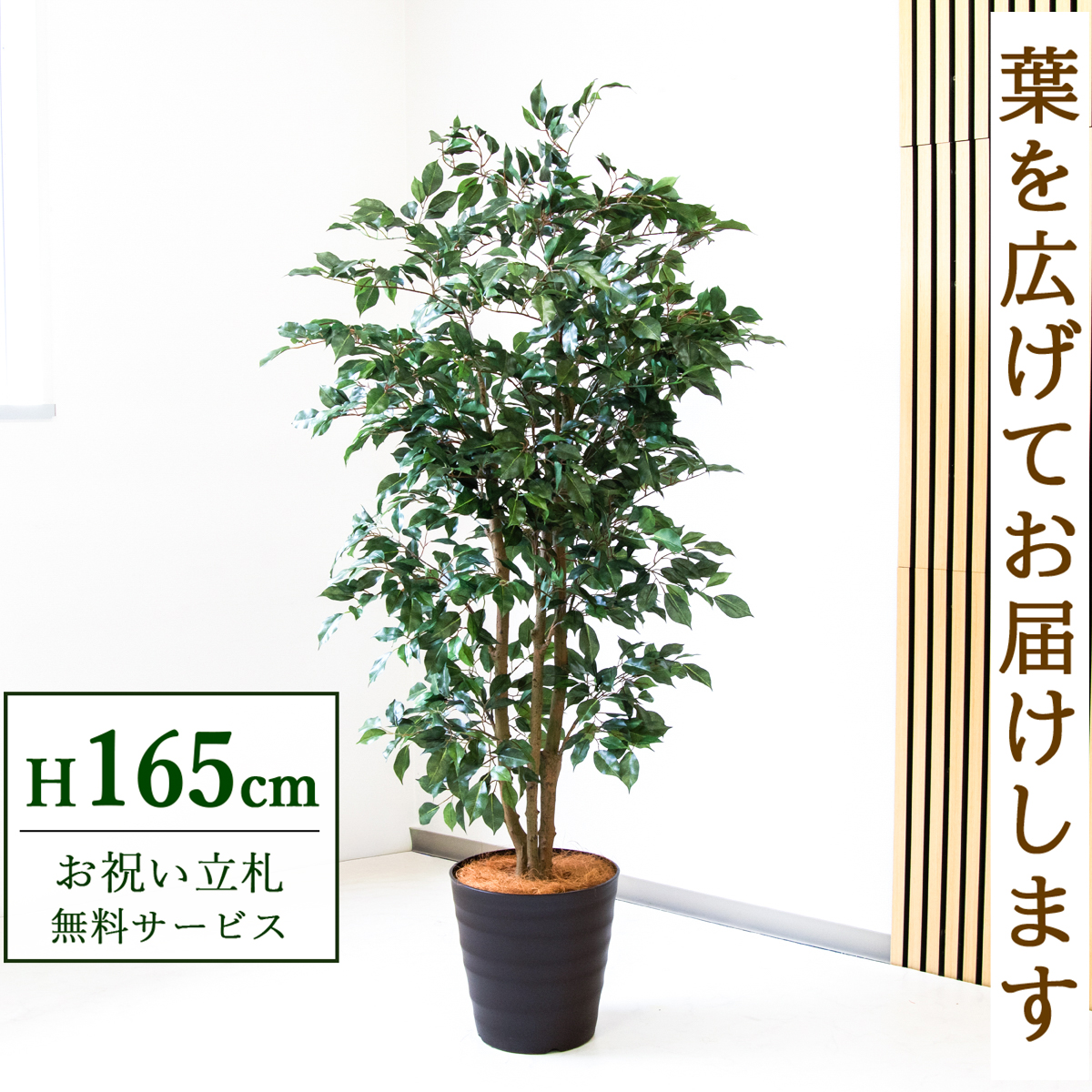【すぐ飾れる】 フェイクグリーン フィカス ベンジャミン 165cm  鉢付き / 法人・開店祝い 店舗・オフィス装飾 空間演出 立札無料・造花/PG1007-M30DB