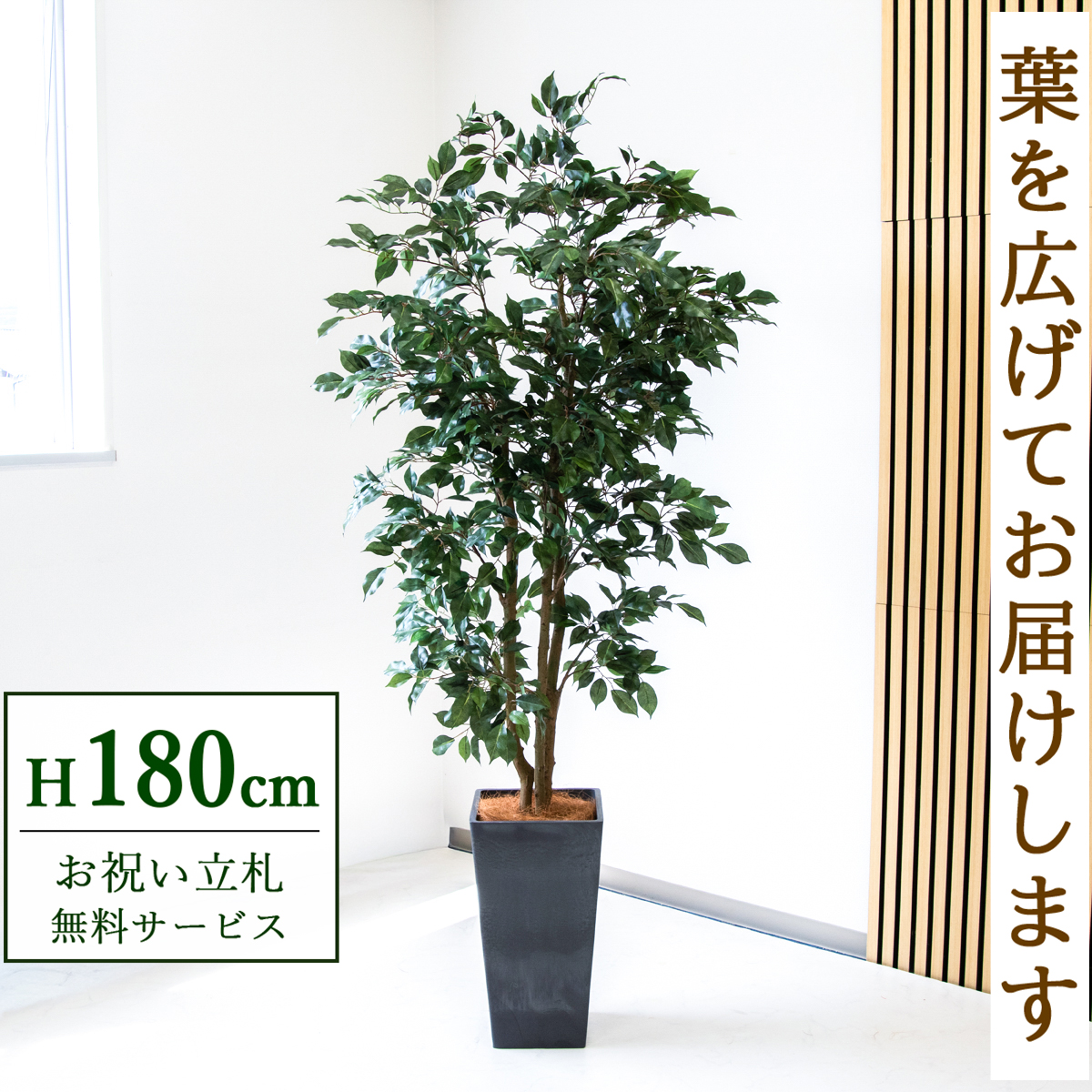【すぐ飾れる】 フェイクグリーン フィカス ベンジャミン 180cm  大型 鉢付き / 法人・開店祝い 店舗・オフィス装飾 空間演出 立札無料・造花/PG1007-Q25BK