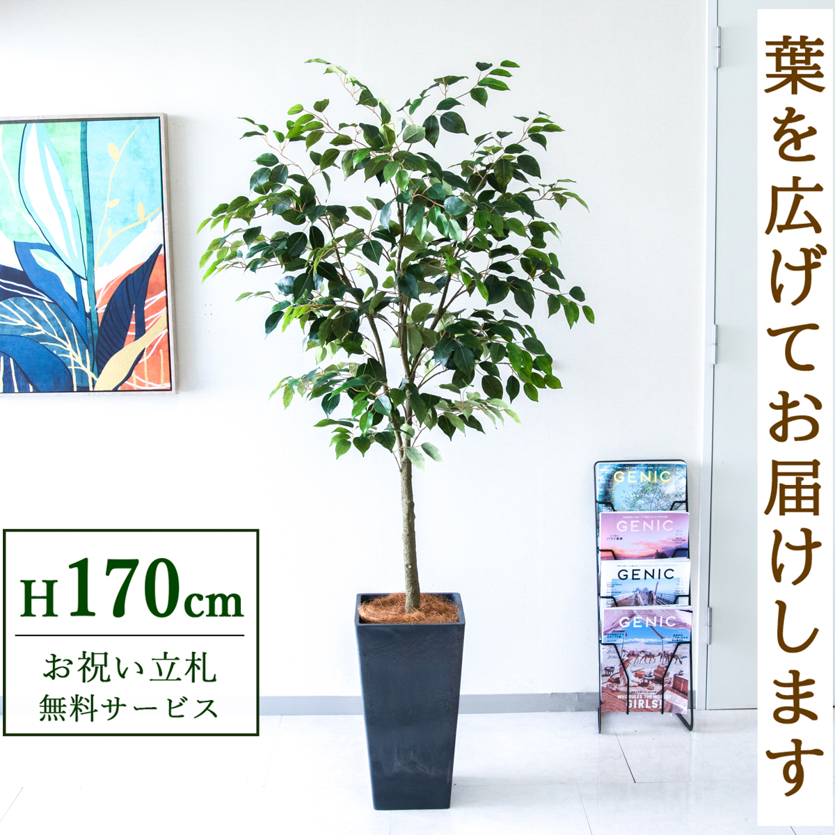 【すぐ飾れる】 フェイクグリーン フィカス ベンジャミン 170cm  大型 鉢付き / 法人・開店祝い 店舗・オフィス装飾 空間演出 立札無料・造花/PG1012-Q25BK